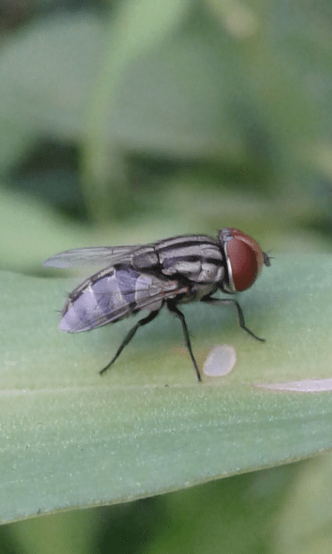 Sarcophagidae? S, cfr. Miltogramma sp.